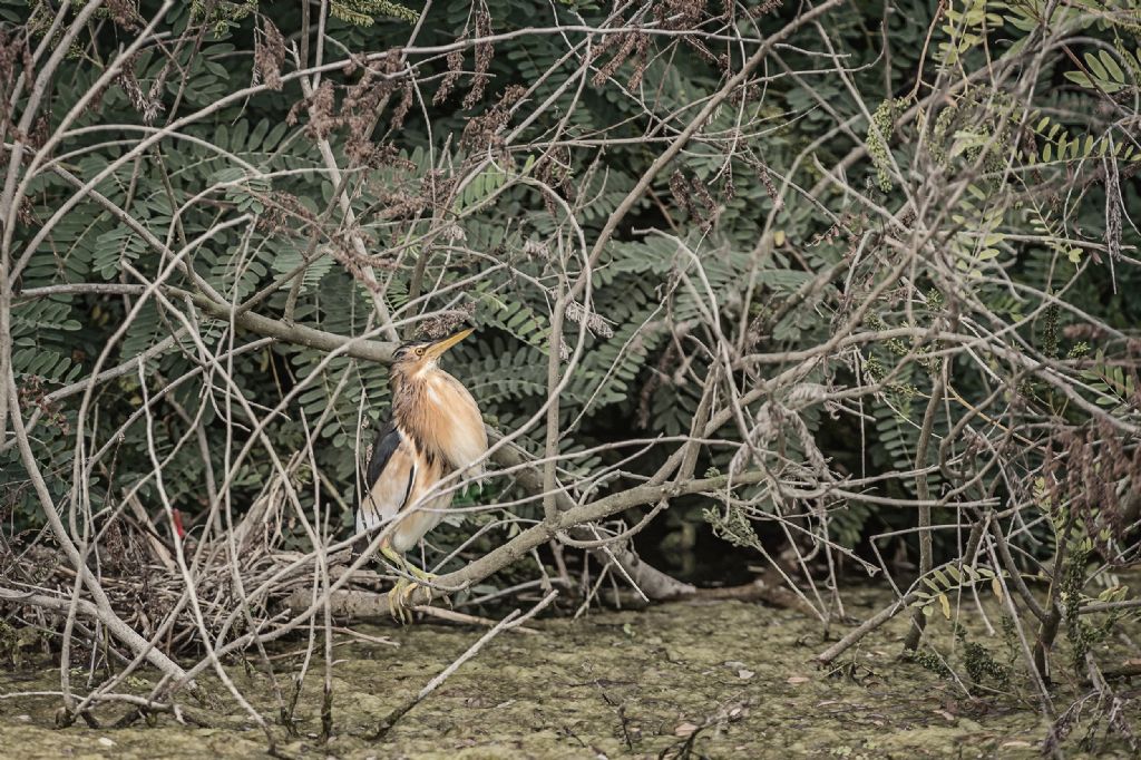 Osservazioni 2017, %: Tarabusino (Ixobrychus minutus)